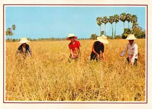 Thailand rice cultivation agriculture harvest