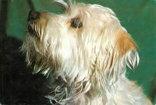 Romania terrier canine postcard Hedy Loffler photo