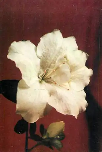 Romania Azalea floare carte postala