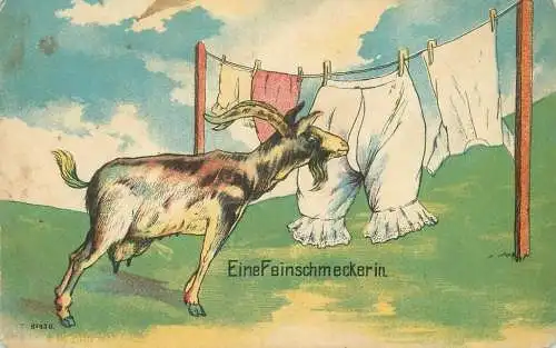 Eine Feinschmeckerin goat smeling underwear caricature