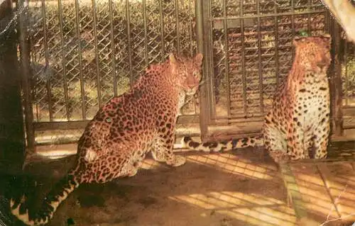 Romania Bucuresti Gradina Zoologica Leopard Panthera Pardus