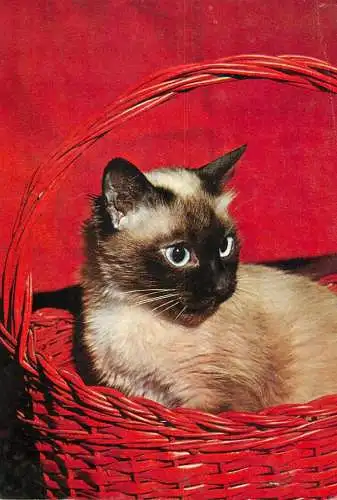 Romania Birmanese cat in basket postcard