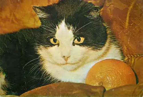 Romania cat animal types and scenes postcard