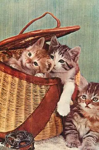 Romania kittens animal types and scenes postcard