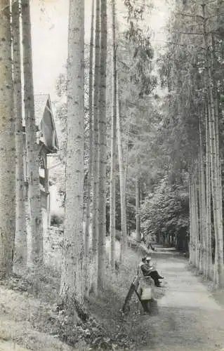 Bazna, Aleea cu brazi / Alley with pine trees, Romania