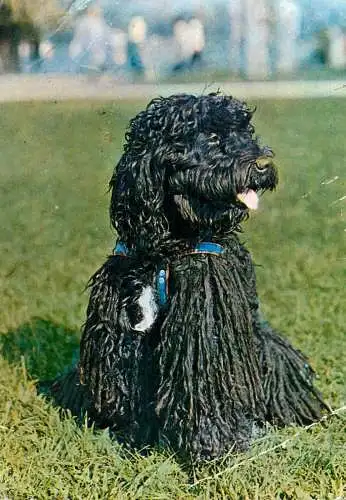 Poodle dog breed animal types canine postcard