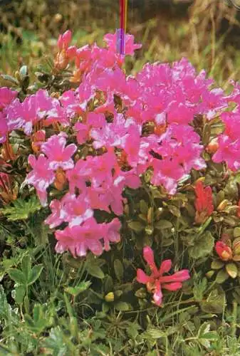 Romania Rhodendron flowers postcard