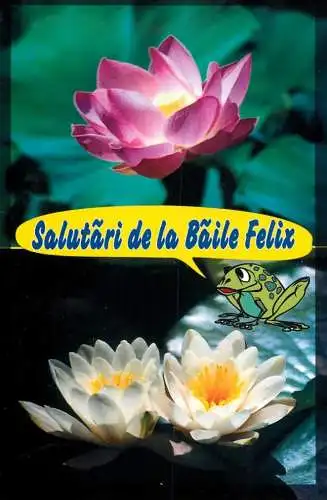 Romania Oradea Baile Felix Floare de nufar & floare de lotus