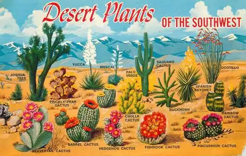 USA desert plants of the southwest