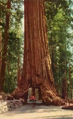 USA Yosemite National Park CA Mariposa Grove "Wawona Tunnel Tree"