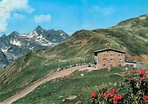 Italy Alpenrosenhif Passo Pennes con Corno Bianco