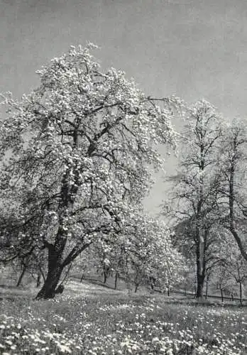 Switzerland tree in full bloom