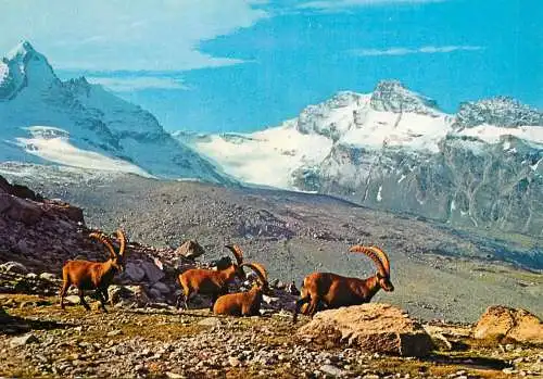 Italy Gran Paradiso 1979 Valsavaranche
