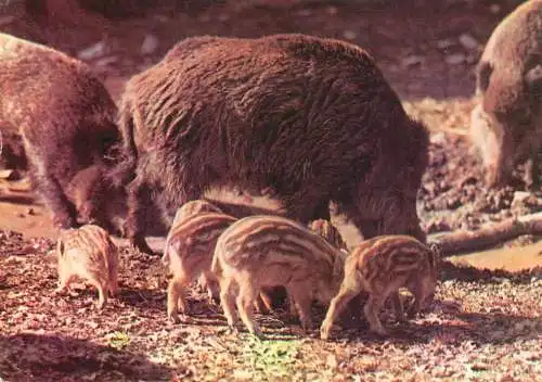Wild boars photo
