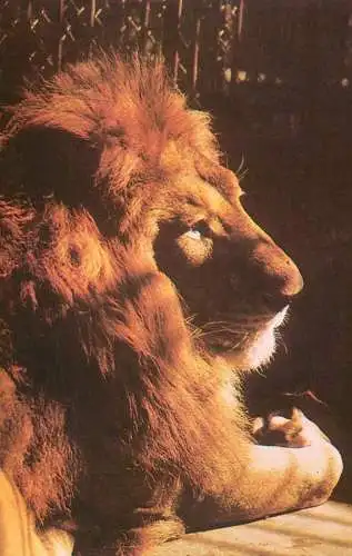 Lion Panthera Leo