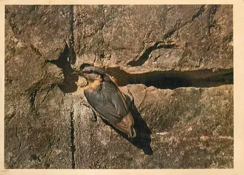 Nuthatch Sitta Europea bird types