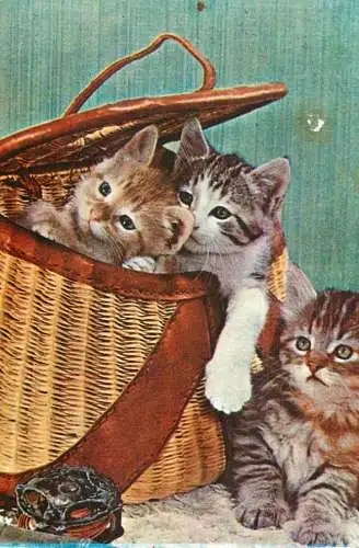 animals in art cute kittens illustration