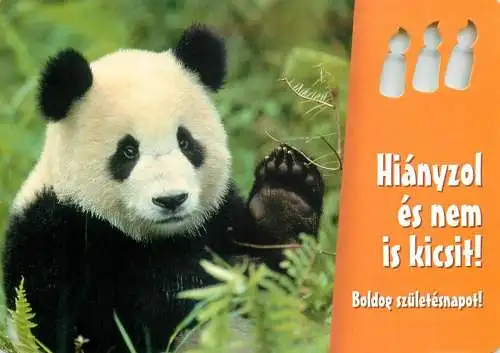 Panda bear