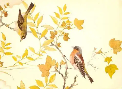 Animals in art bird illustration "Chaffinch & Wood Warbler" by Jens Groselius