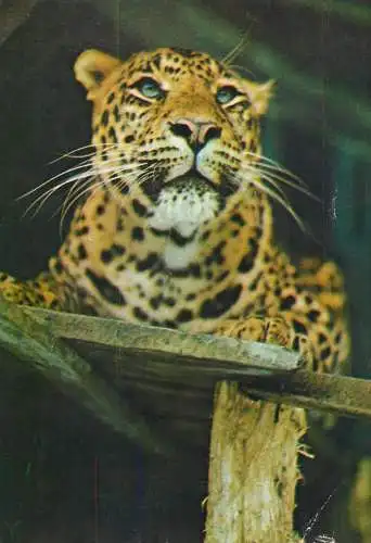 Panther Panthera pardus
