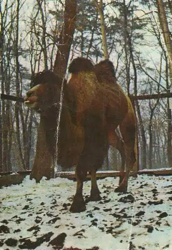 Camel Camelus bactrianus