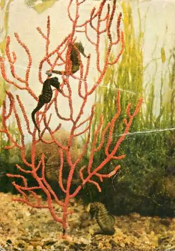 Sea Horse Hyppocampus guttulatus microstephanus