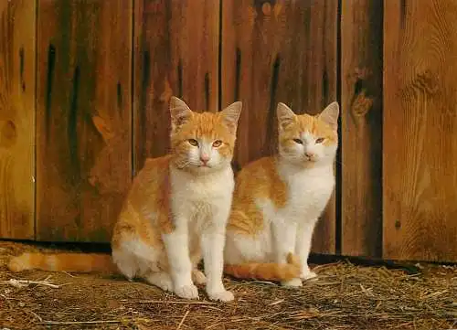 Cats animal types image