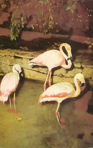 Flamingo birds Phoenicopterus ruber