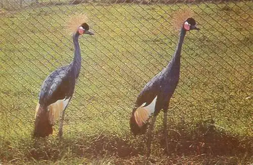 Crowned crane Balearica Pavonina