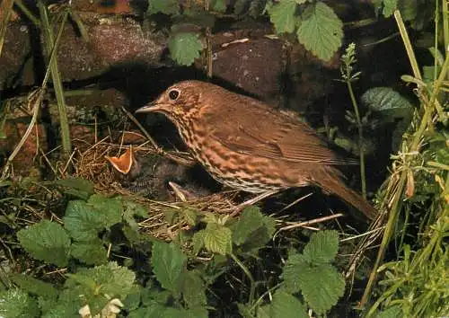 Song Thrush bird types