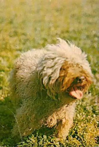 dog breed animals canine types postcard