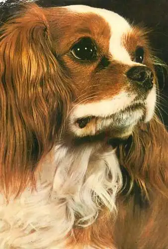 Spaniel King Charles dog breed animals canine types