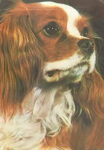 Spaniel King Charles dog breed animals types
