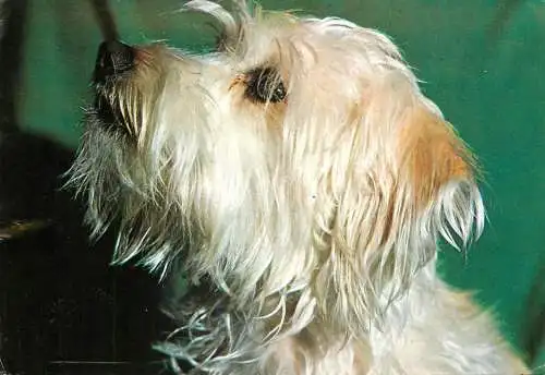 Terrier dog breed animals types canine postcard Hedy Loffler photo