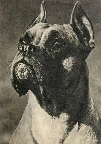 Boxer dog breed animals types post card