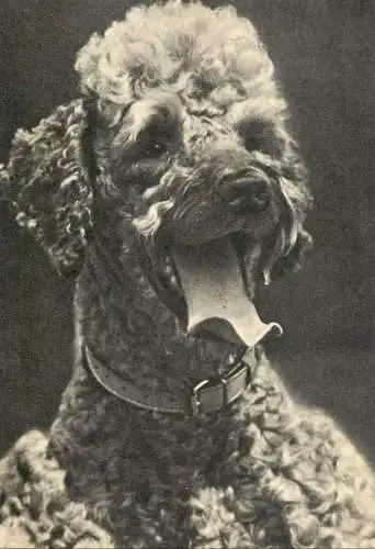Poodle dog breed animals types post card