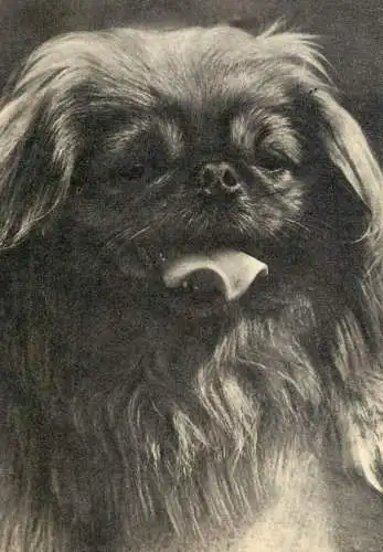 Pekingese dog breed animals types postcard