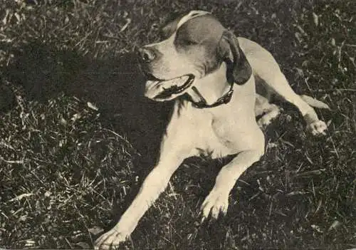 Pointer dog breed animals types postcard