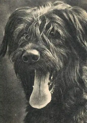 Russian terrier dog breed animals types postcard