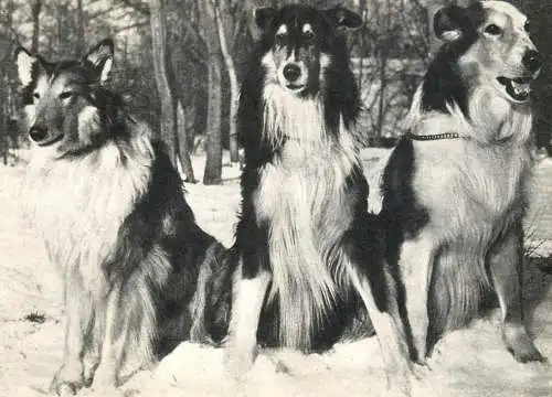 Collie dog breed animals types post card