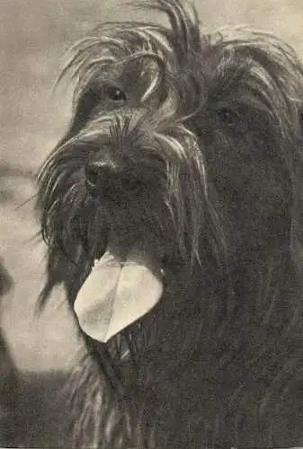 Russian terrier dog breed animals types post card