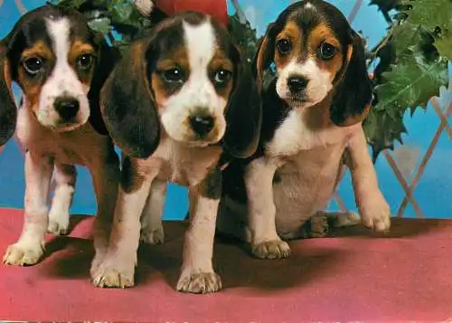 Beagle dog breed puppies animals types post card