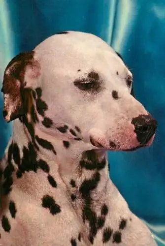 Dalmatian dog breed animals types post card