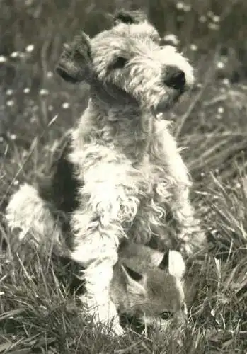 Foxterier dog breed animals types postcard