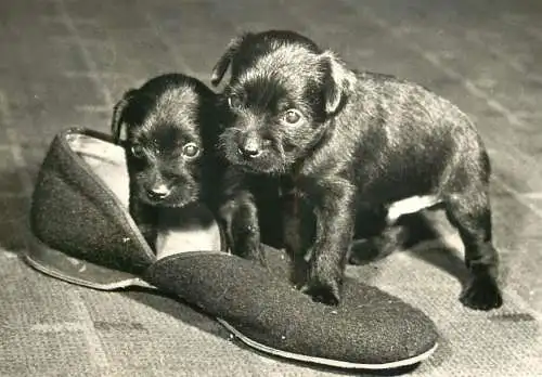 dog puppies animals types postcard