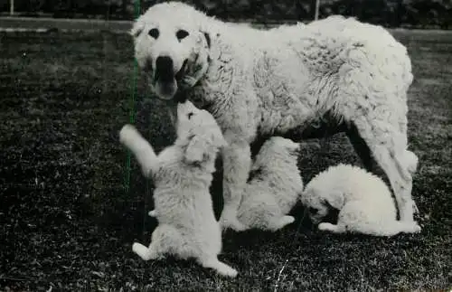 Hungarian dog(Kuvas) with puppies animals types postcard