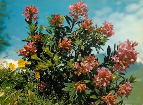 Flowers postcard rostblattrige Alpenrose rhododendron ferrugineum