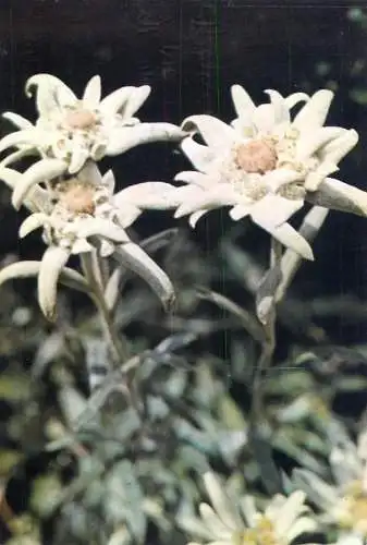 Flowers postcard floare de colt mountain flower 1985