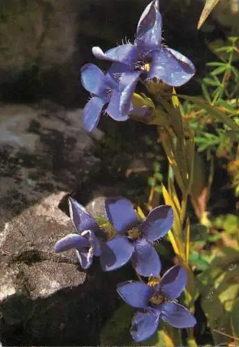 Flower postcard Gefranster Enzian Gentiana ciliata