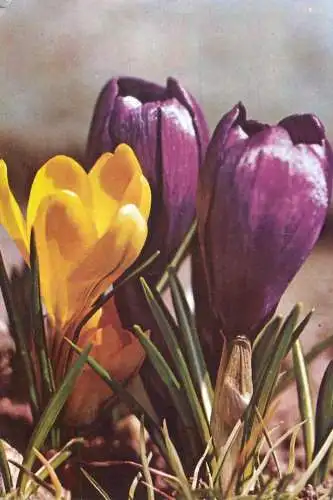 Flowers tulips 1989